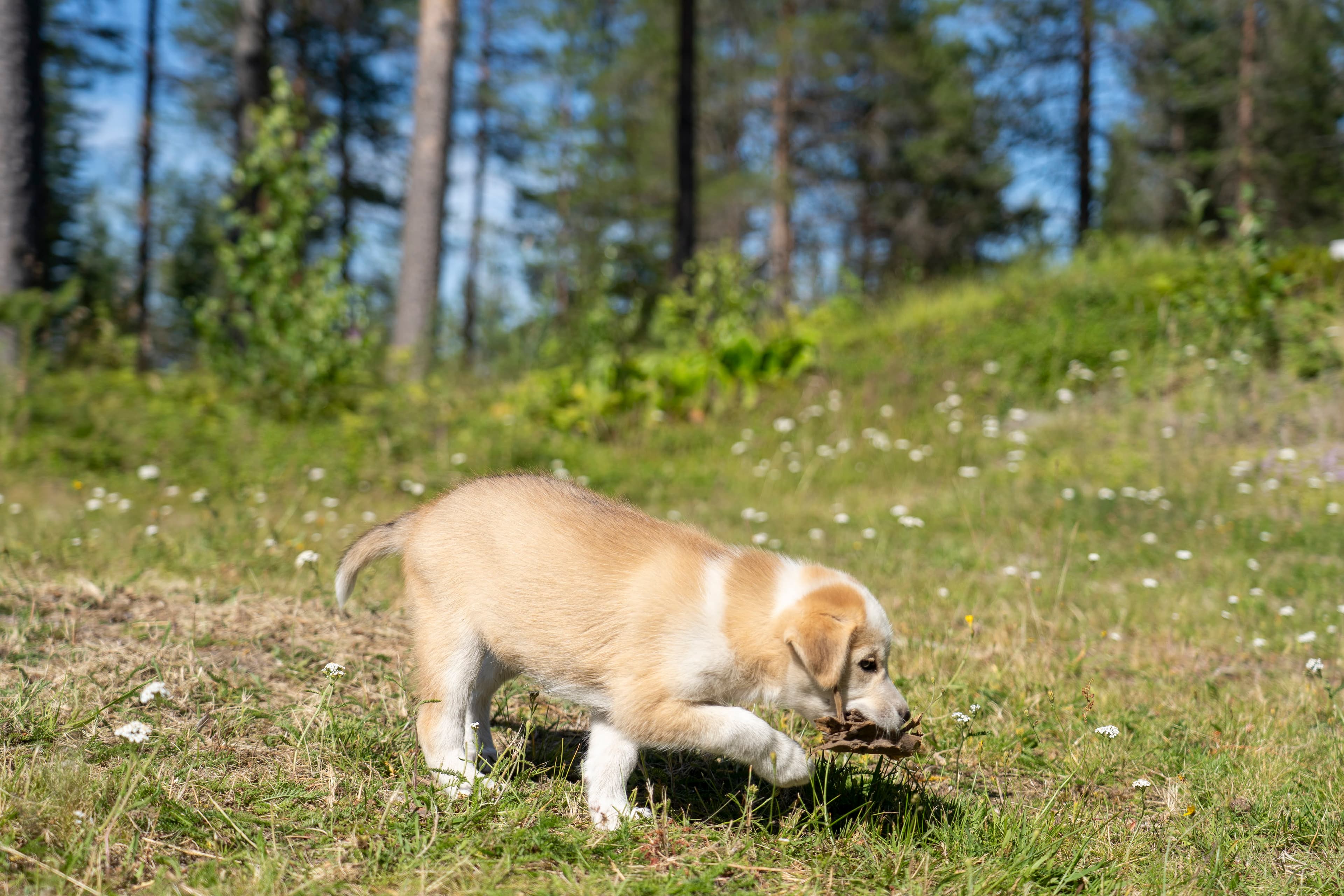 SLED Husky Adventures — huskies and Lapland wilderness