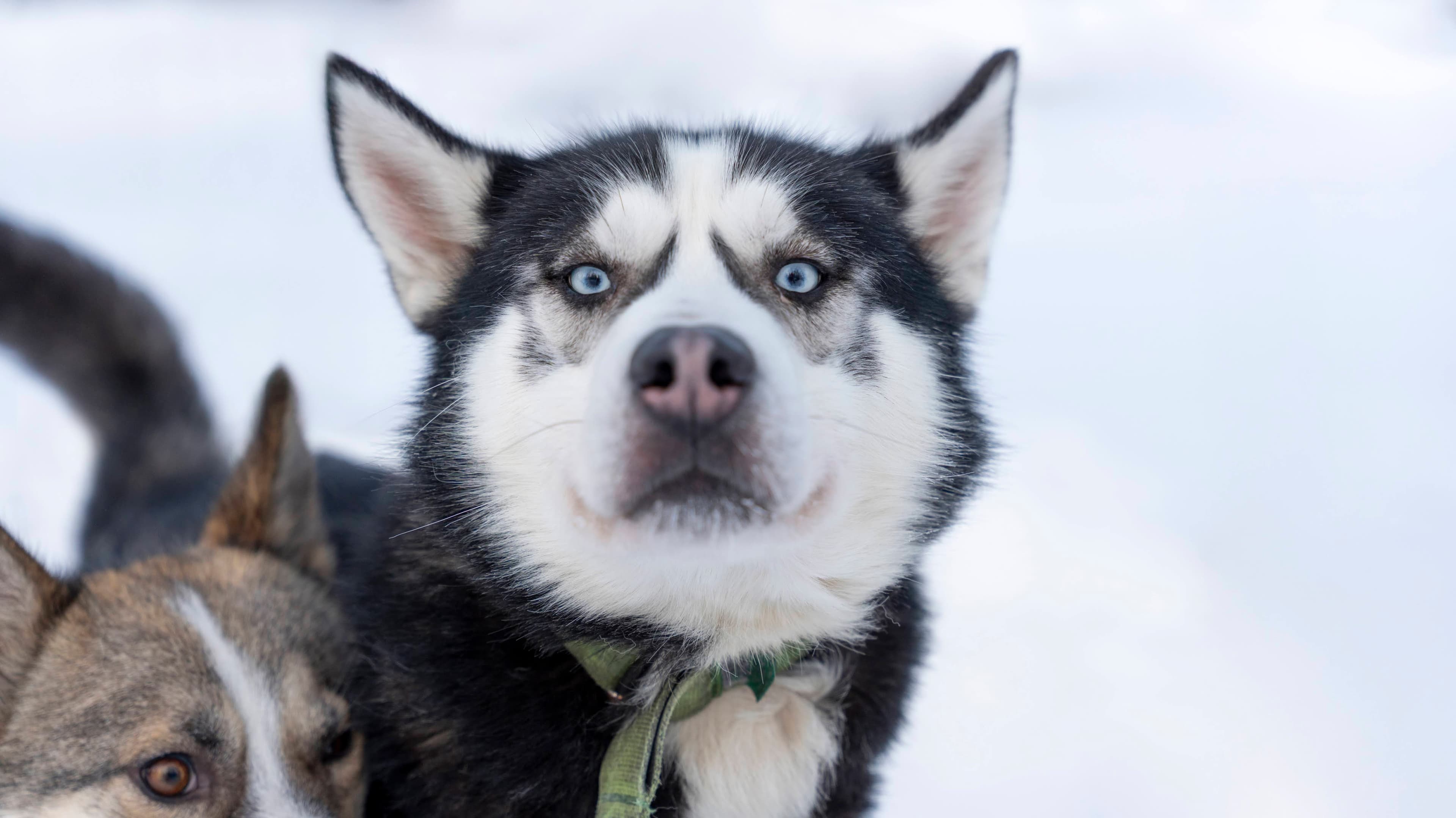 Husky