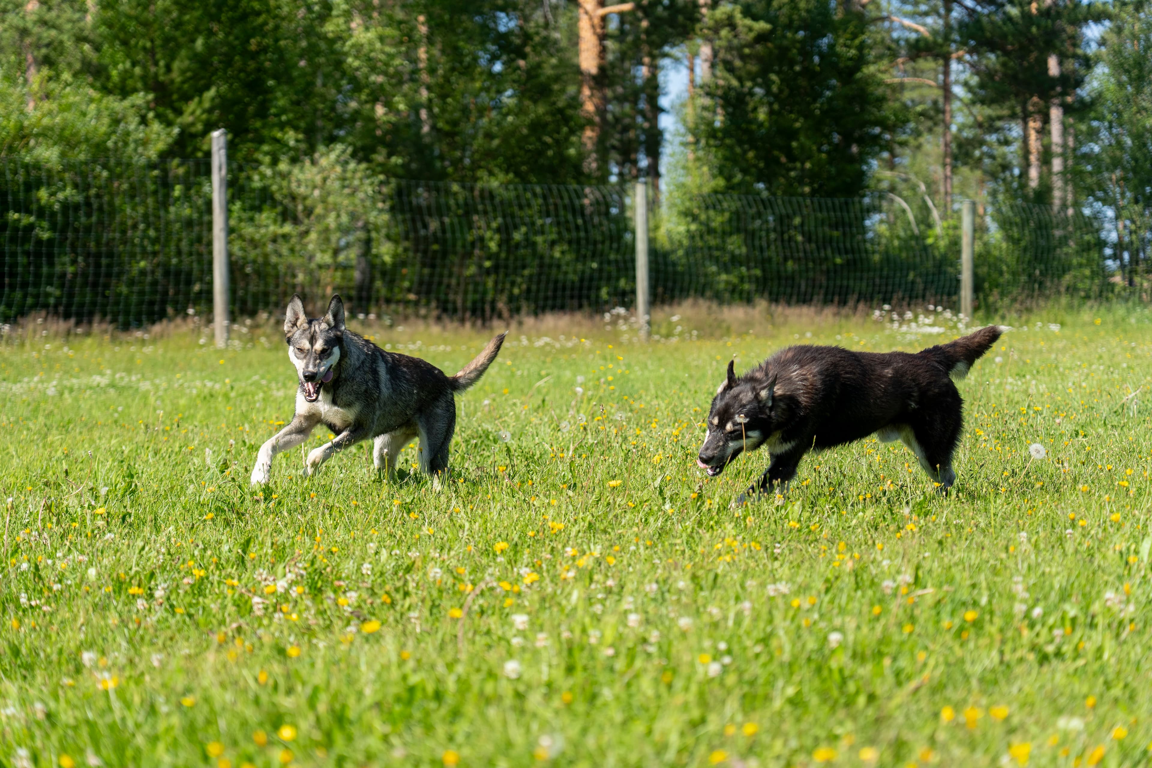 Husky