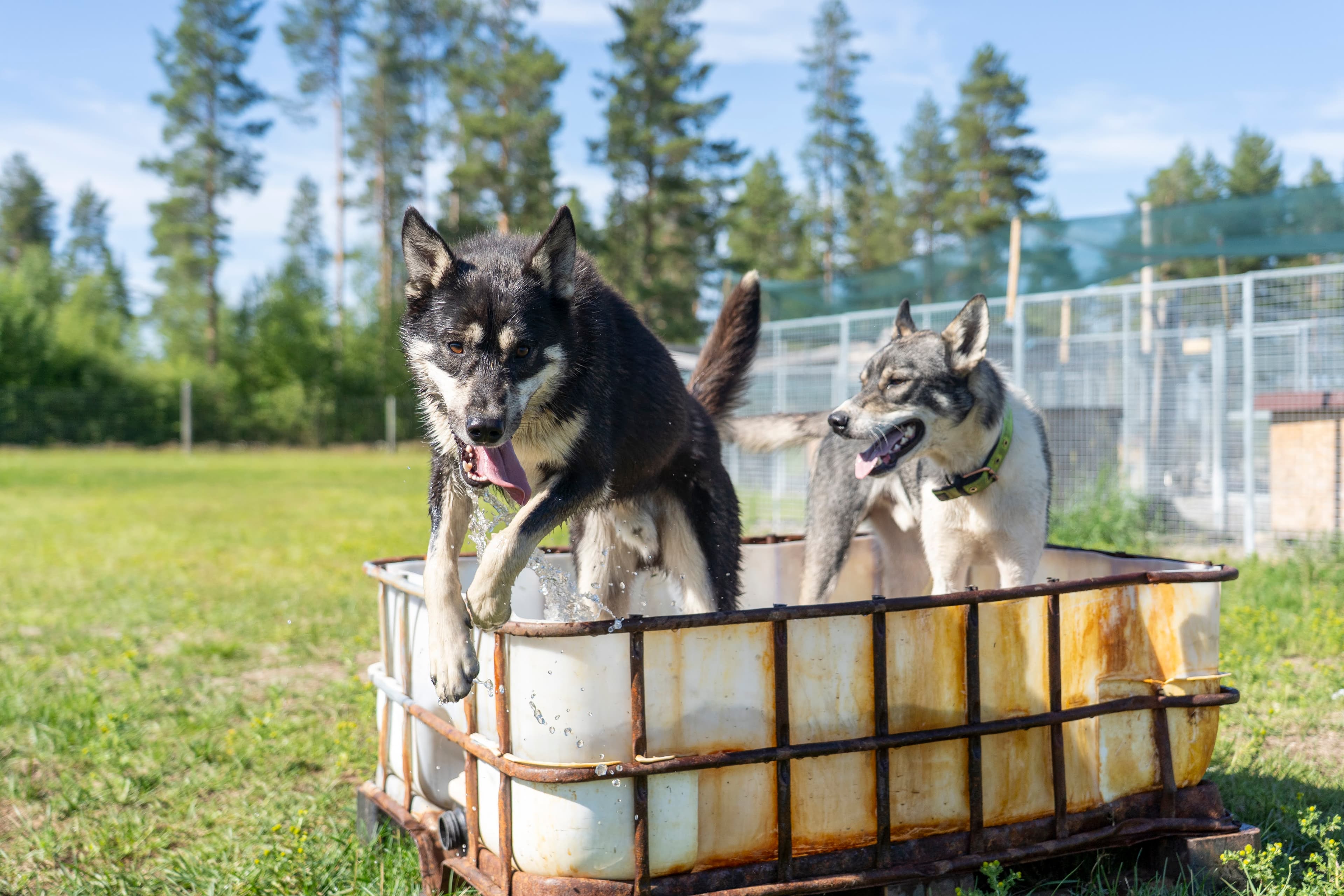 Husky Farm Visit